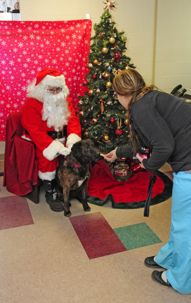 Donald Demeras, dressed as Santa Claus, poses with a Ashton, a shelter dog available for adoption, on Saturday while Amanda Thompson offers the dog a treat before she takes their photo at the Kennebec Valley Animal Shelter in Augusta.