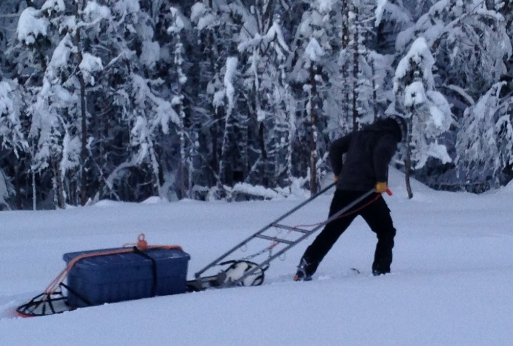 Rescuers on Saturday transport an ailing loon, which was found on Lower Hudson Highway on Saddleback Mountain. The loon was assessed at the ski resort’s base lodge and set free at an open water section of the Rangeley River on Saturday night.