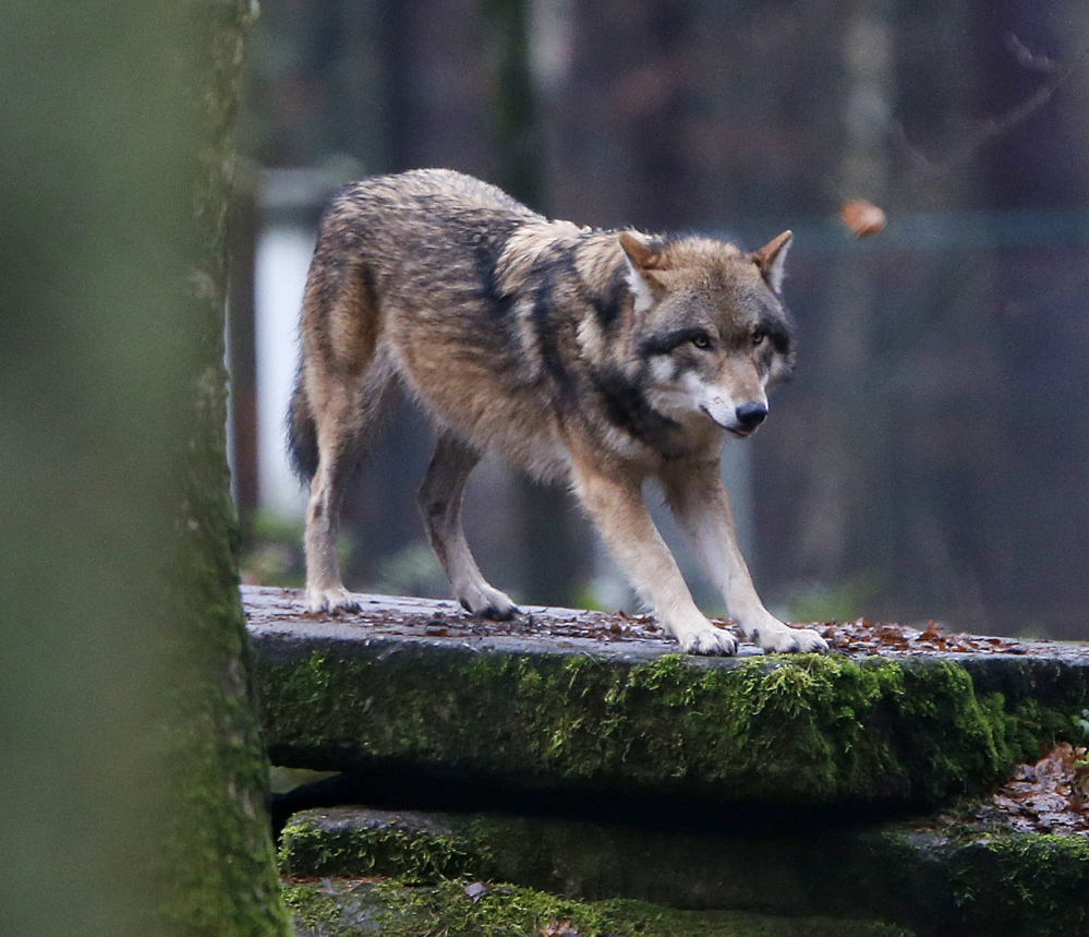 A European wolf stands on a rock in a wildlife park in Hanau, Germany. Many large carnivores are living in human-dominated areas of Europe, too, scientists say. The Associated Press
