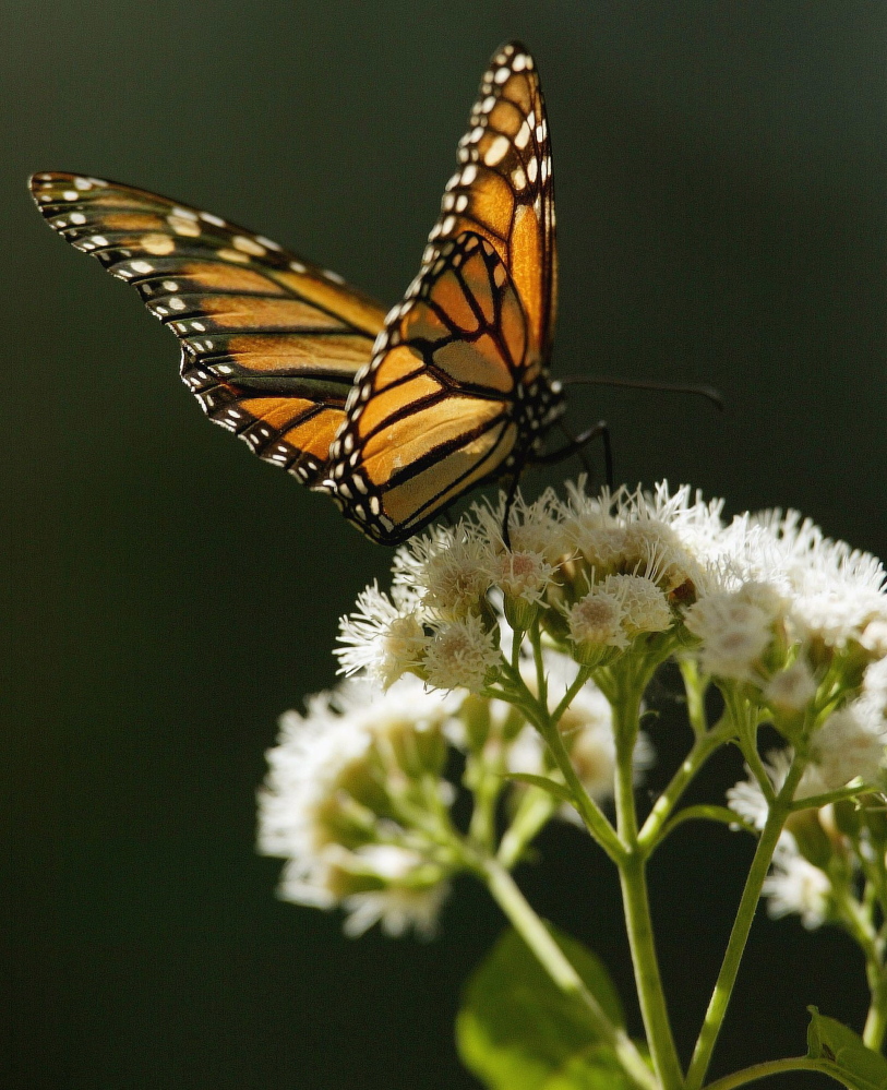 A monarch butterfly sits on a flower in the El Rosario butterfly sanctuary in Mexico. Scientists believe more have migrated from Canada to Mexico than last year.  Reuters