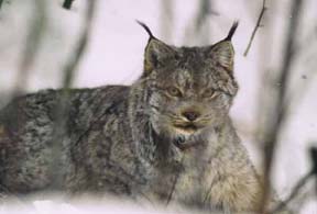 Maine trappers are required to take additional measures to avoid trapping Canada lynx.
