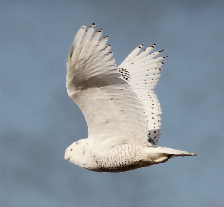 Last May, this snowy owl ventured into southern Maine in search of food. It was photographed flying above the salt marshes at Biddeford Pool. Marie Jordan/Courtesy photo