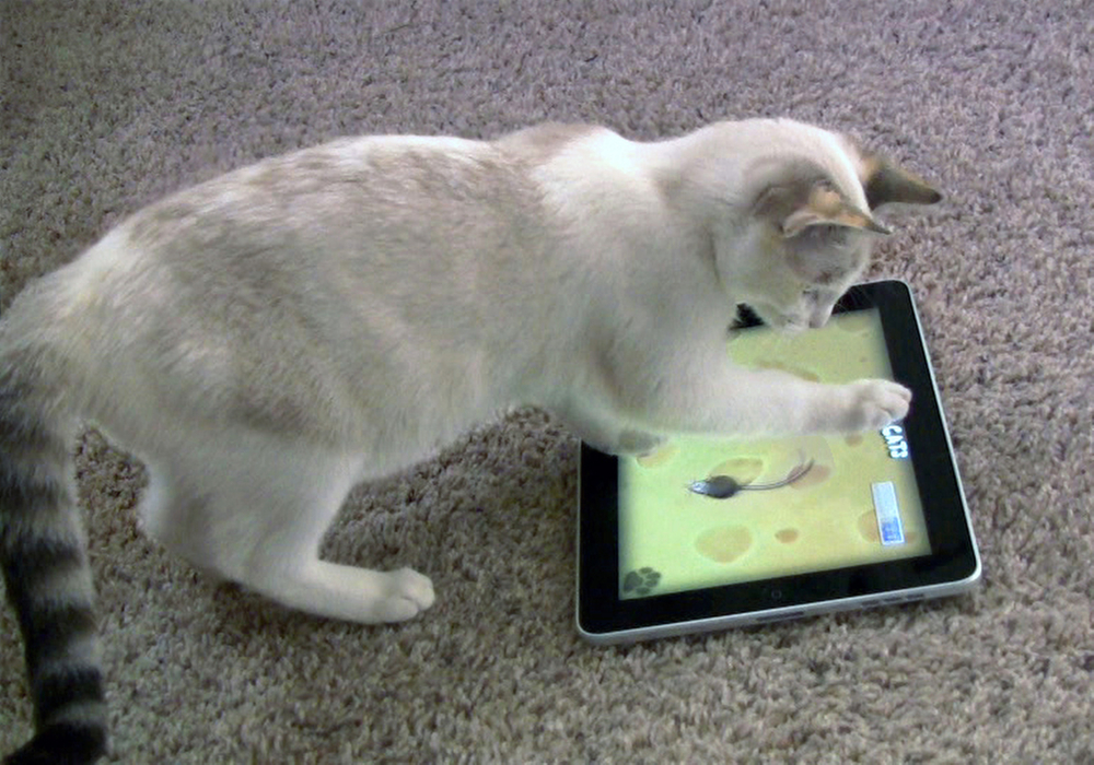 This frame grab from video shows Maxine the cat playing “Game for Cats” on an iPad in Valencia, Calif. If she gets bored, she can always switch to “Catzilla.”