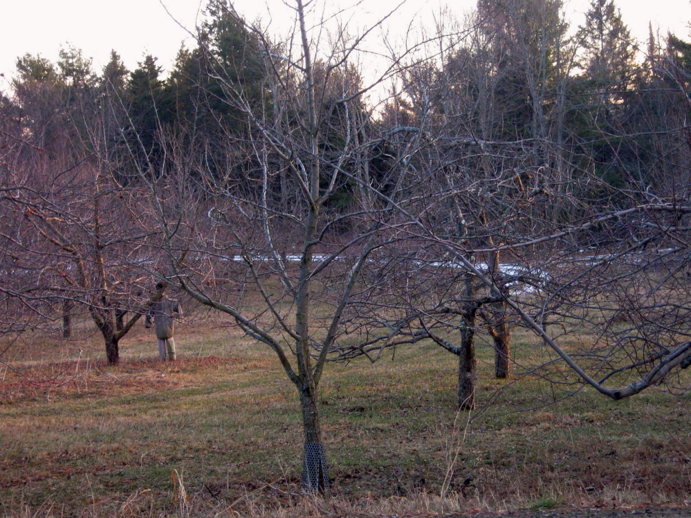An apparition in a Unity apple orchard during the snowless January of 2012.