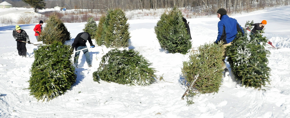 Staff photo by David Leaming
Volunteer members of Center Point Community Church on Thursday make a maze from Christmas trees discarded by Waterville residents, one of the events at the Winter Carnival from 10 a.m. to 2 p.m. Saturday at the Quarry Road Recreation Area in Waterville.