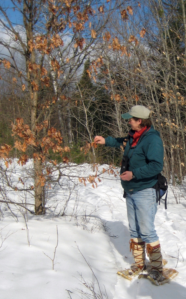 Naturalist Lynne Flaccus will lead a guided nature walk at Sheepscot Valley Conservation Association’s Stetster Preserve in Jefferson to celebrate Great Maine Outdoor Weekend on Saturday, Feb. 14.
