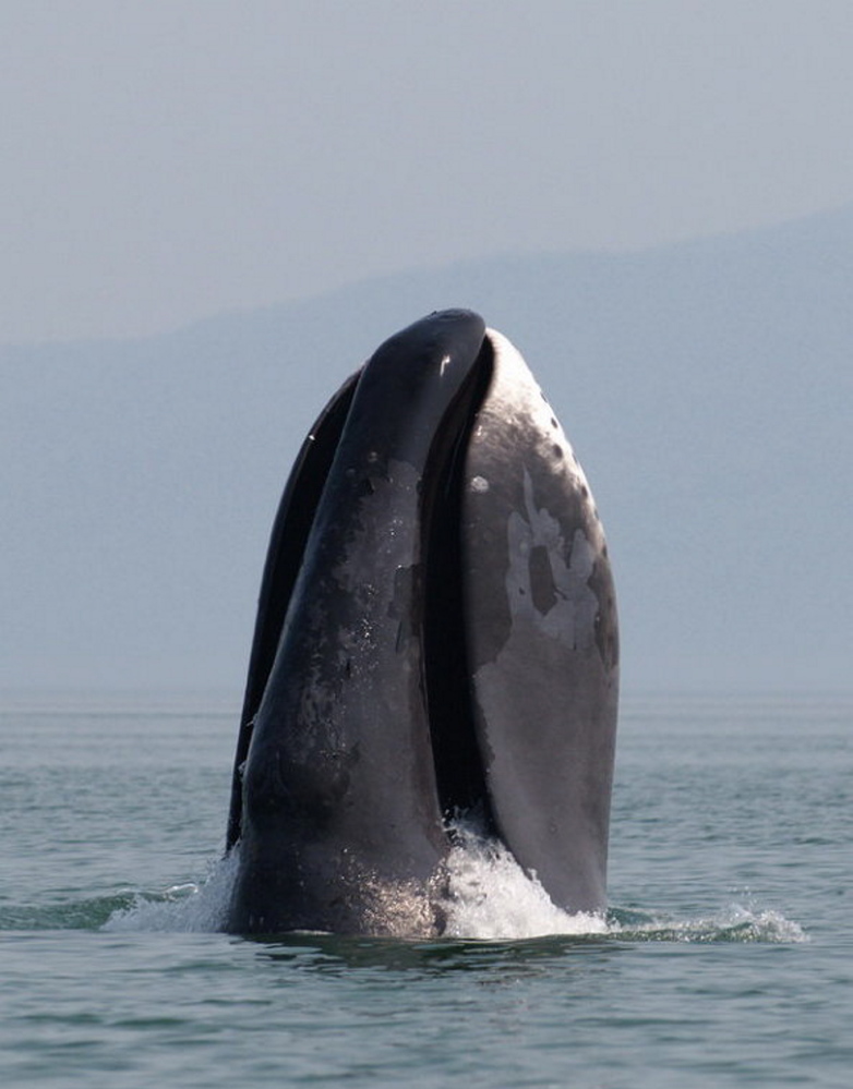 A bowhead whale breaches. Scientists hope that their sequencing of the mammal’s genome will aid in research on human disease and longevity. Olga Shpak/Wikimedia Commons