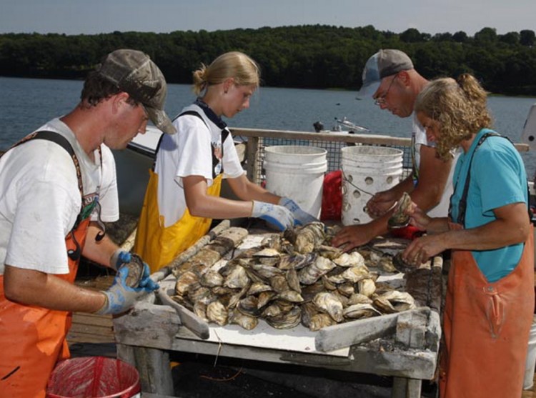 Workers sort oysters raised in the Damariscotta River by  Dodge Cove Marine Farms. Oysters are a distant second to salmon in the ranking of  species farmed in Maine. Courtesy of Sebastian Belle