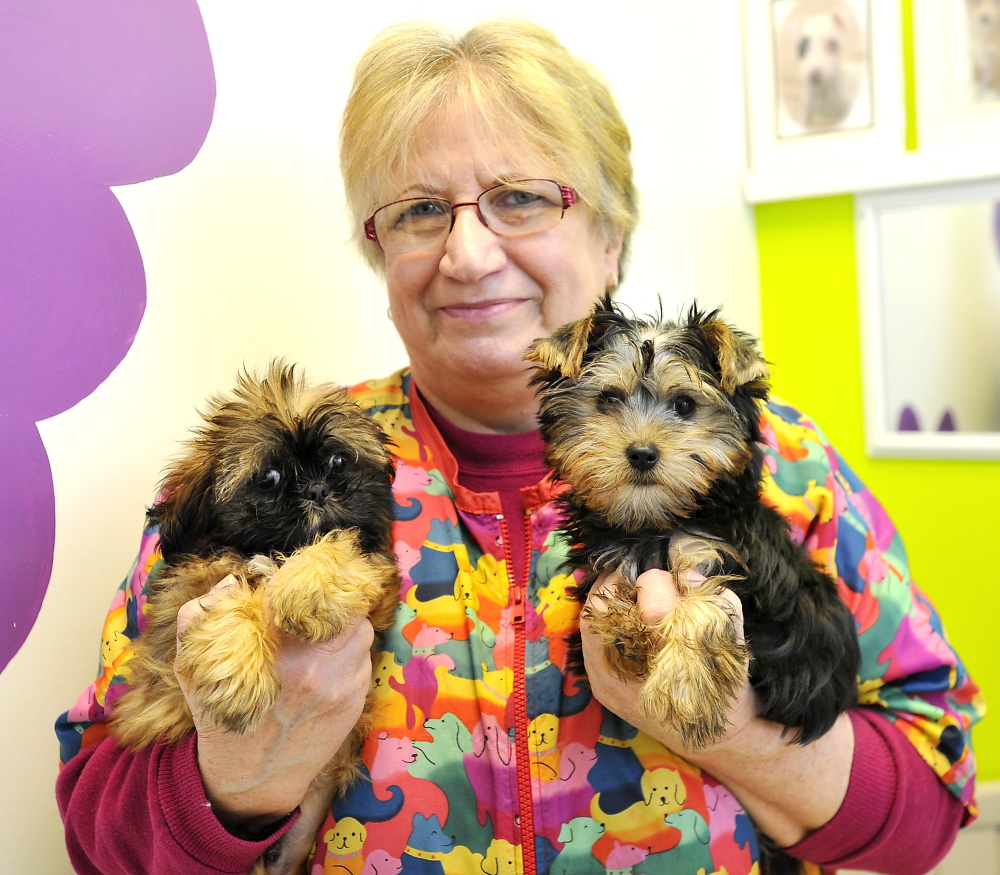 Shirley Thistlewood, manager at Pawz & Clawz Petz in Windham, holds two of the store’s many puppies for sale, Charlie, a Yorkie, left, and Sammy, a Shih Tzu. The owner, Bryant Tracy, says he only sells animals from breeders and kennels licensed by the Department of Agriculture. Gordon Chibroski/Staff Photorapher