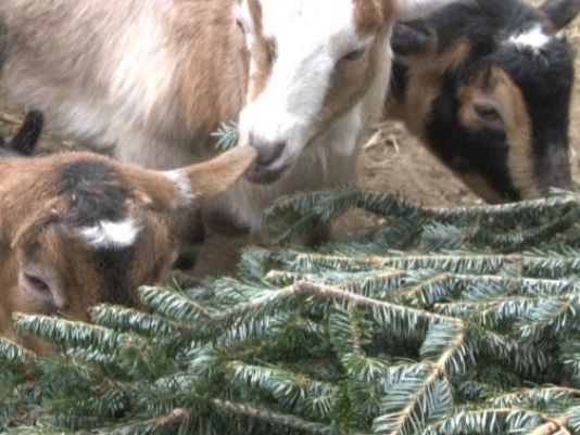 Goats munch on discarded Christmas trees at Westbrook's Smiling Hill Farm. Courtesy of WCSH6