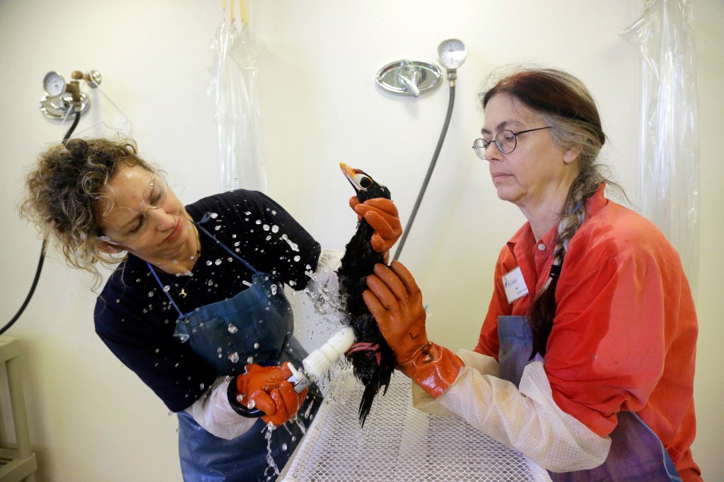 Volunteers Susan Kaveggia, left, and Susan McCarthy wash a male surf scoter at the International Bird Rescue facility in Fairfield, Calif.  The Associated Press