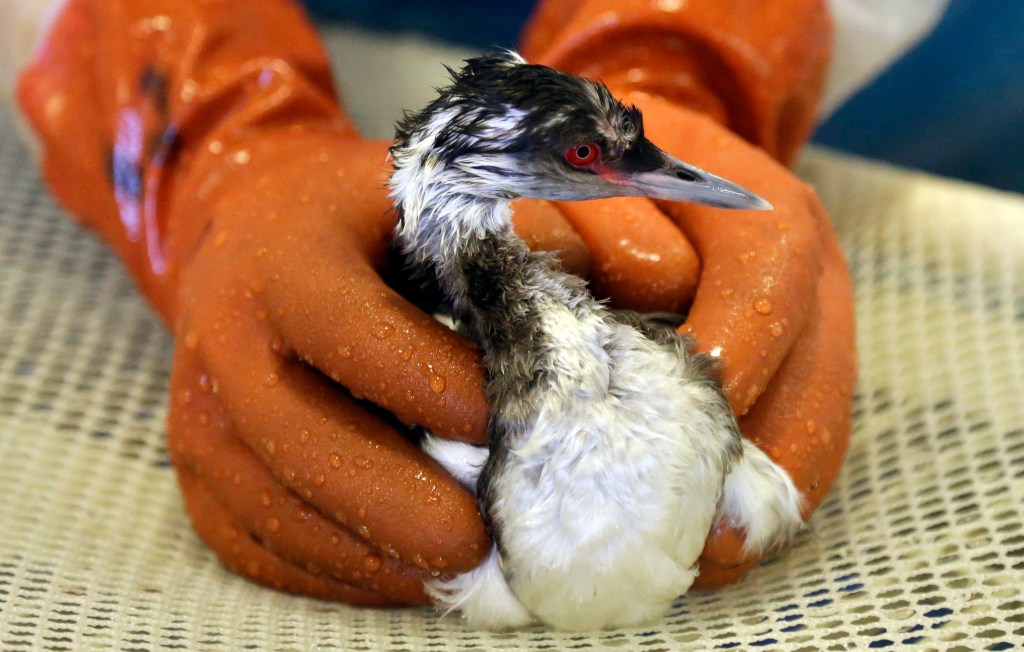 A horned grebe is washed at the International Bird Rescue facility Tuesday  in Fairfield, Calif. The Associated Press