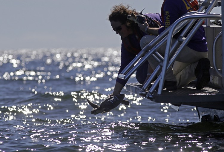 Specialists from the Louisiana Department of Wildlife and Fisheries release an endangered Kemp's ridley sea turtle, which was rescued in New England, and rehabilitated by the Audubon Nature Institute, into the Gulf of Mexico, 24 miles off the coast of Louisiana. The Associated Press