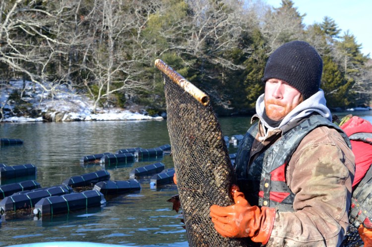 Nate Jones, who works for Mook Sea Farm, harvests bags of oysters from cages on the Damariscotta River in Maine on a bitter cold day this month. Tribune News Service	