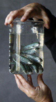 Six-month-old salmon parr are displayed at Cooke Aquaculture in Bingham. Salmon is the state’s top farmed species, followed by oysters and mussels. File Photo/The Associated Press