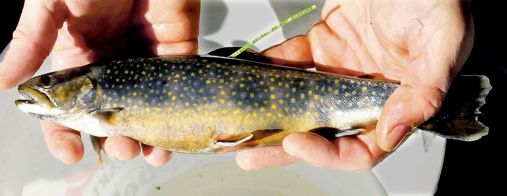 This 10-inch brook trout has been tagged. If caught this Saturday during an ice fishing derby on Embden Pond to benefit the Anson Fire Department, it will win $5,000 for the person who hooks it.