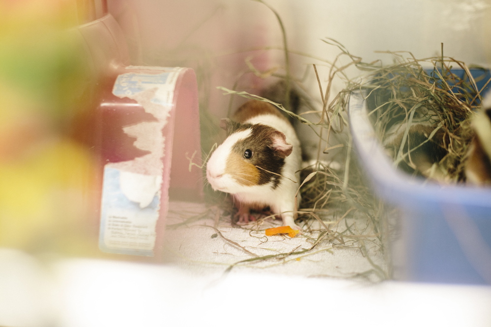 KENNEBUNK, ME - FEBRUARY 19: One of the 73 Guinea pigs surrendered at the Animal Welfare Society of West Kennebunk in Kennebunk, ME in February 18, 2015. (Photo by Whitney Hayward/Staff Photographer)