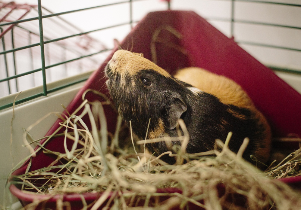 The Kennebunk shelter offered to take 73 guinea pigs because it had the space and expertise to deal with guinea pigs.