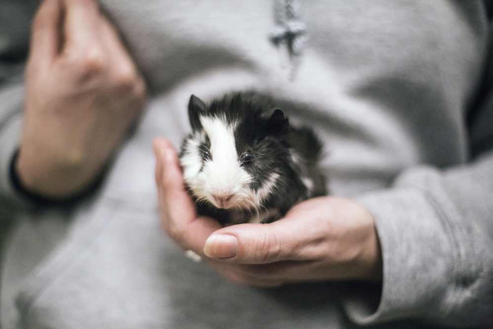 Karen Robinson, with the Animal Welfare Society in Kennebunk, holds one of 73 guinea pigs that were surrendered through the Maine Animal Welfare Program after a pet owner found some of the five guinea pigs he had purchased at a pet store were pregnant. Before long, those five guinea pigs turned into 73. The pets will be up for adoption in March, which is also Adopt A Rescue Guinea Pig Month.