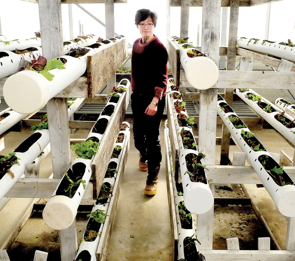 Unity College Assistant Professor of Agriculture Mary Saunders Bulan examines vegetable plants beginning to grow inside one of the campus greenhouses at the Half Moon Gardens/McKay Agricultural Research Station in Thorndike on Friday. Students raise vegetables for school dining services and campus landscaping.