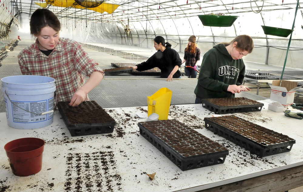 Unity College students work in a warm greenhouse planting vegetable seeds at the Half Moon Gardens/McKay Agricultural Research Station in Thorndike on Friday. The produce will eventually be used by the college dining services as part of the sustainability program. From left are Megan Lewis, Ru Allen, Erin Hogan and Bethany Slack. Slack said she liked the work and added, “It’s fun working in here because it’s warm and green.” Temperatures were near 70 degrees inside and 14 degrees outside.