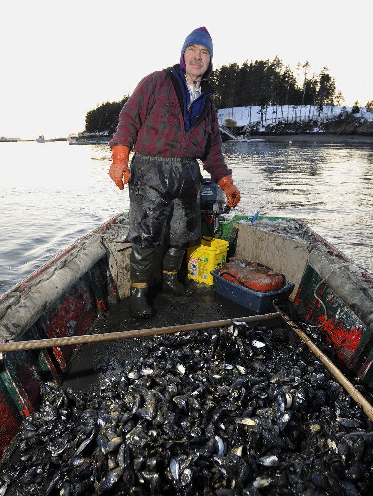 Phil Gray heads back to South Harpswell with a boatload of mussels in this photo from 2009. His supply of wild mussels is way down this year because most of them have been eaten by invasive green crabs.