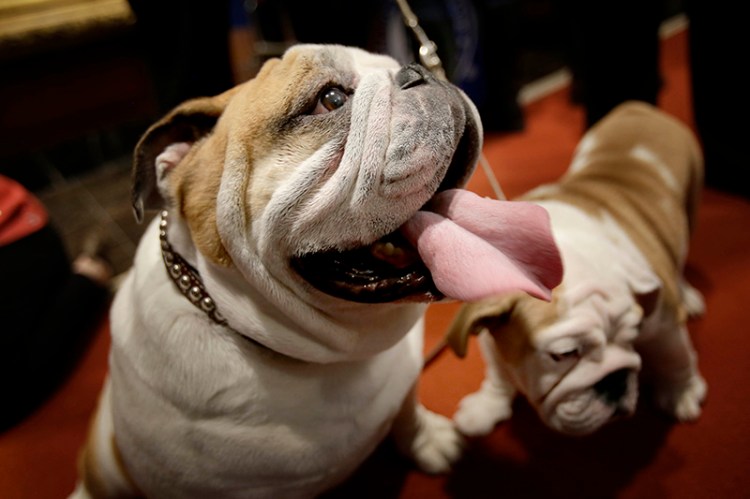 While Labrador retrievers are still America's favorite pure-bred dog, bulldogs are surging (if you can use such an active verb when referring to a bulldog) in the AKC rankings.