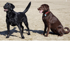 edit_Labrador_Retrievers