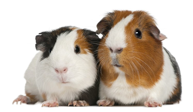 Bobbi Adkins, director of shelter operations for Maine's Animal Welfare Program, says "It would be nice if they can go to their new homes in pairs as they are social creatures and these particular guinea pigs are used to living in large groups." Shutterstock image