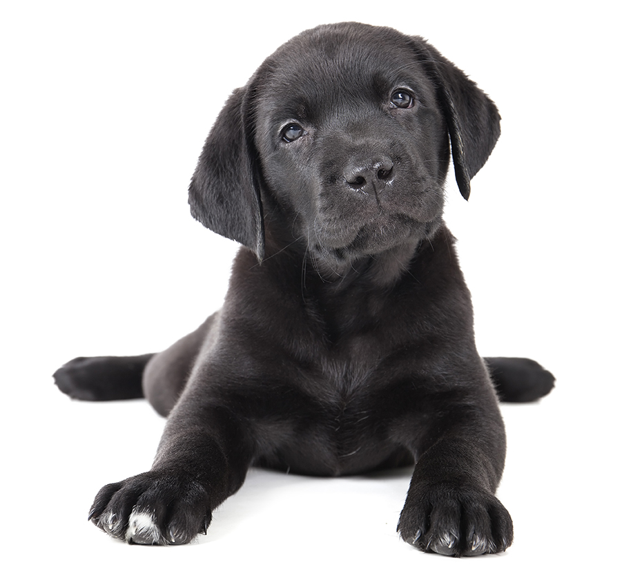 Locally, among the dogs registered in Portland and South Portland, 15 percent are Labs or a Lab mix. Shutterstock photo