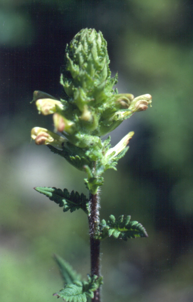Furbish's lousewort Photo courtesy of Maine Natural Areas Program
