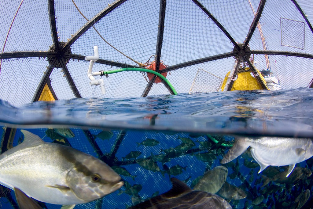 Kampachi Farms, now a partner with contractor Lockheed Martin, is developing a fish cage that looks like a giant ball. Unlike other farms stationed inland, the ":mobile fish pen" drifts farther offshore in deeper water. Photo by Jeff Milisen/Kampachi Farms