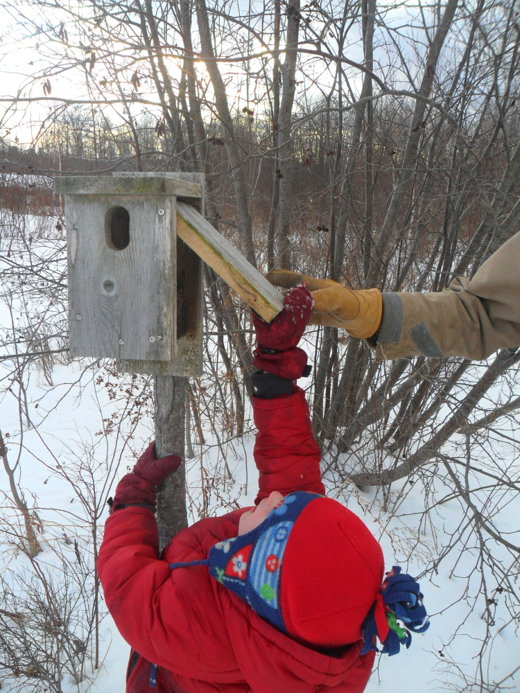 Elijah Irving checks out a bluebird box at the Richardson Memorial Preserve in Unity, the location of the March 7 family fun event hosted by Sebasticook Regional Land Trust in partnership with Waldo County General Hospital and 5210 Let’s Go! Waldo County.