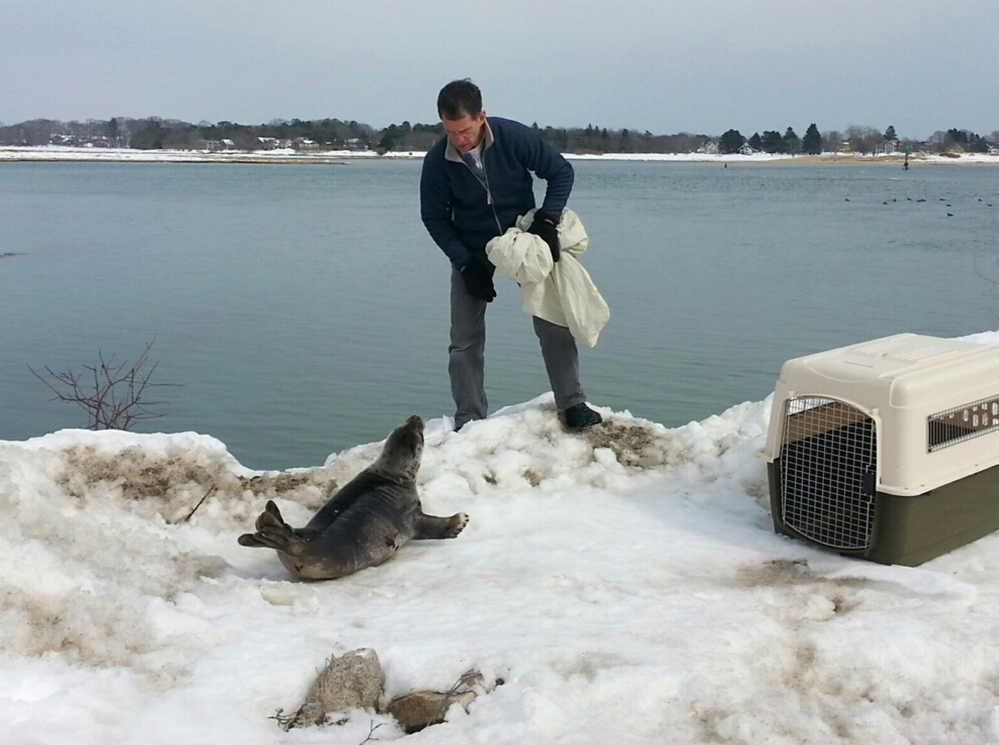 A member of Marine Mammals of Maine observes a harp seal that had apparently been stuck on a snowbank in Wells on Sunday. Members of that nonprofit group and the Wells Police Department were prepared to help but the animal waddled into Wells Harbor on its own.