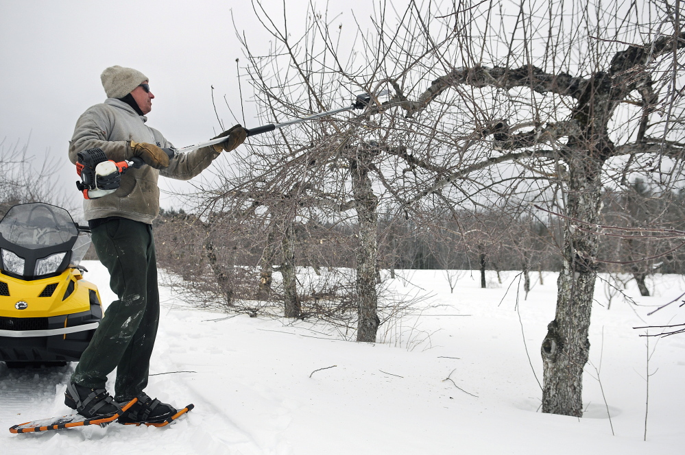 Tom Fair trims suckers on a McIntosh apple tree in a grove at Applewald farm in Litchfield on Thursday. The cold weather and heavy snow this winter may help yield a better crop during the harvest season. The family farm sells produce and fruit at its roadside farmstand.