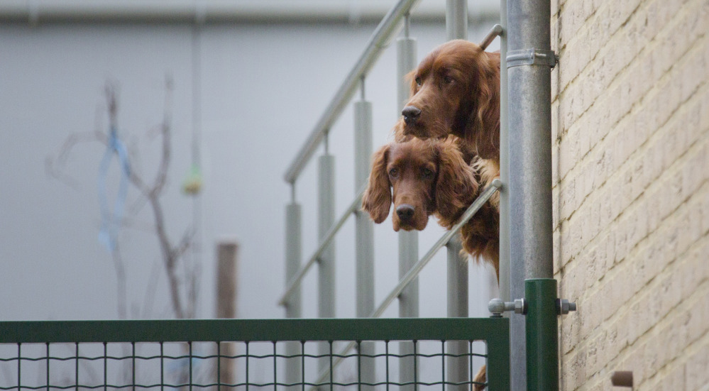 Two Irish Setters looks out from an enclosure in Lauw, Belgium on Monday.