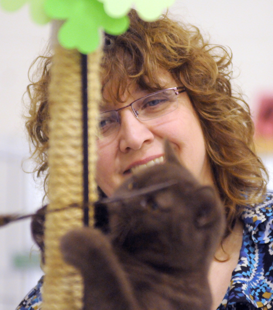 Francine Hicks judges a British shorthair cat, Willow Wick Figgie Bobbin Ewok, shown by Donna Graveline of West Brookfield, Mass., at the NauTICAts cat club show in Augusta on Sunday.