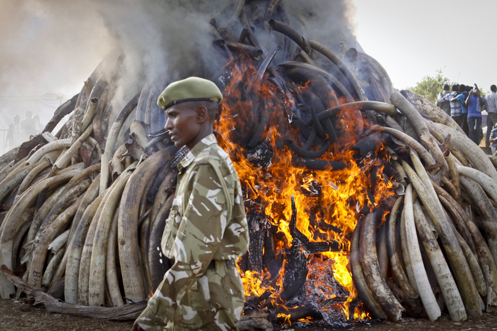 A ranger from the Kenya Wildlife Service walks past 15 tons of elephant tusks, which were set on fire  during an anti-poaching ceremony at Nairobi National Park on Tuesday. 
The Associated Press