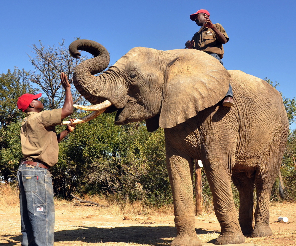 Chishuru the elphant is rewarded after completing a successful scent trial in Bela-Bela, north of Pretoria, South Africa.