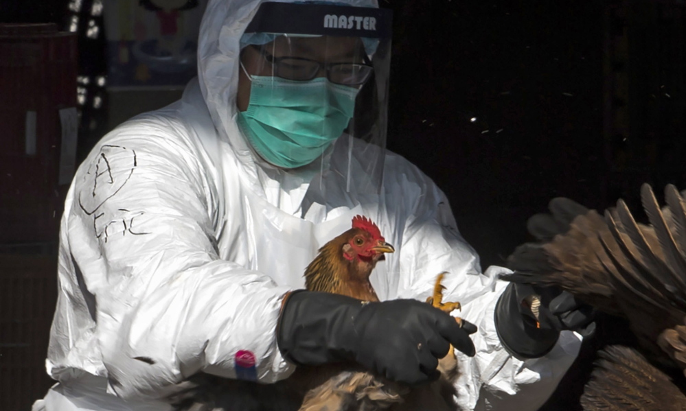 A health worker culls a chicken at a market in Hong Kong in 2014.