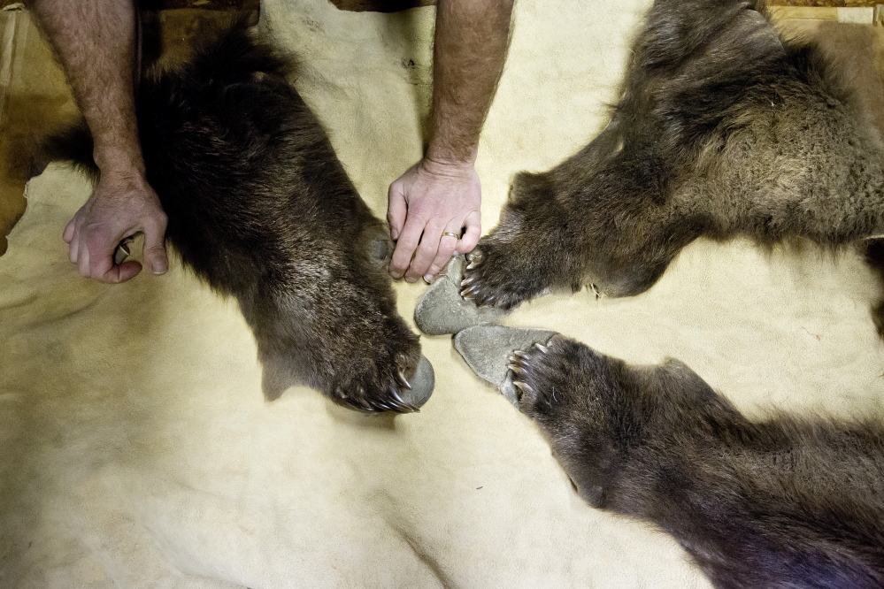 McNally's hands rest next to the paws of a grizzly bear hide that he just tanned in his Oakfield shop. (Gabe Souze/Staff Photographer)