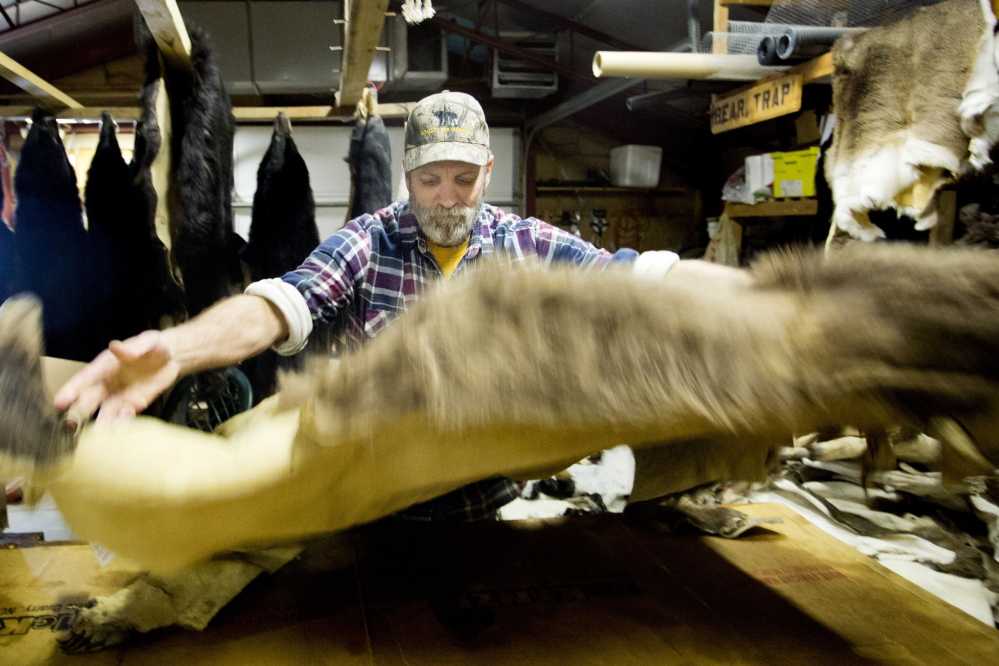Greg McNally spreads out a grizzly bear hide that he just tanned in his Oakfield shop. He processes hundreds of bear capes a year, as well as those of almost every other game animal using many of the same techniques practiced by the colonists hundreds of years ago.