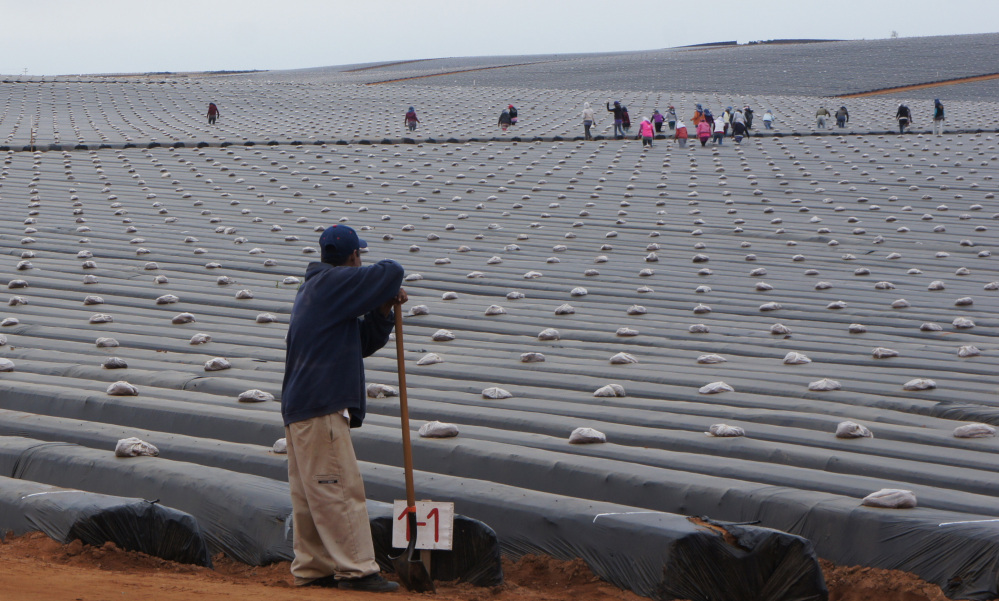 Laborers prepare a strawberry field for planting in the Valle de San Quintin, south of Tijuana in Baja California, Mexico. Workers from about 60 farms in the area are protesting to demand better conditions.