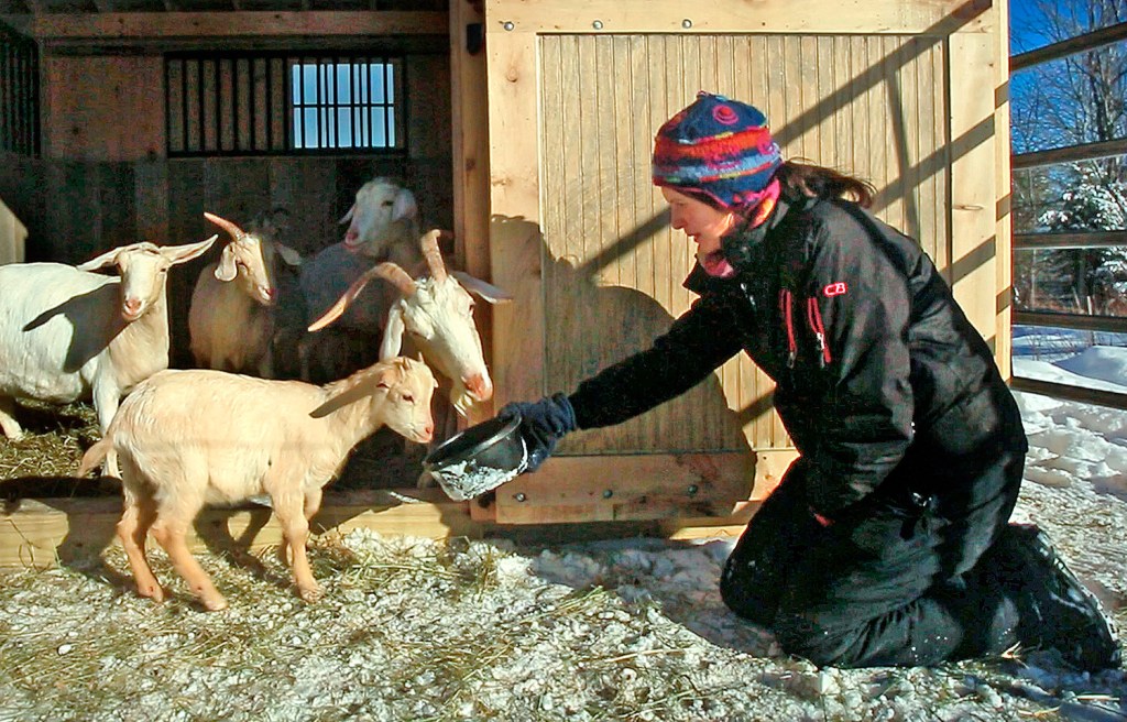 Daniella Tessier of Peace Ridge Sanctuary in Penobscot feeds goats last month after she rescued them from a barn in Aroostook County where they were living up in the rafters on top of a large pile of manure. 