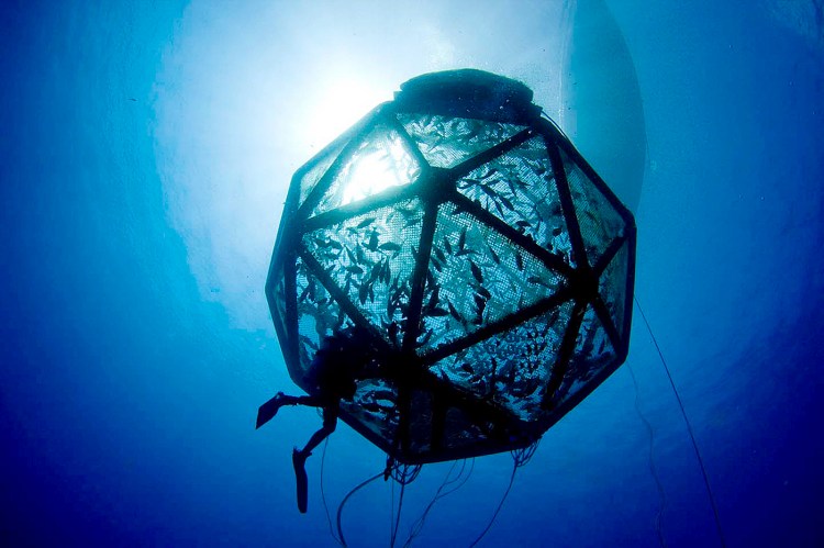 Neil Sims' company, Kampachi Farms, has been developing a cage with Lockheed Martin that can 'grow fish with literally no footprint on the oceans,' he says. Here, the fish are  stocked into the Velella Beta-test array in Kona, Hawaii. Jeff Milisen/Kampachi Farms