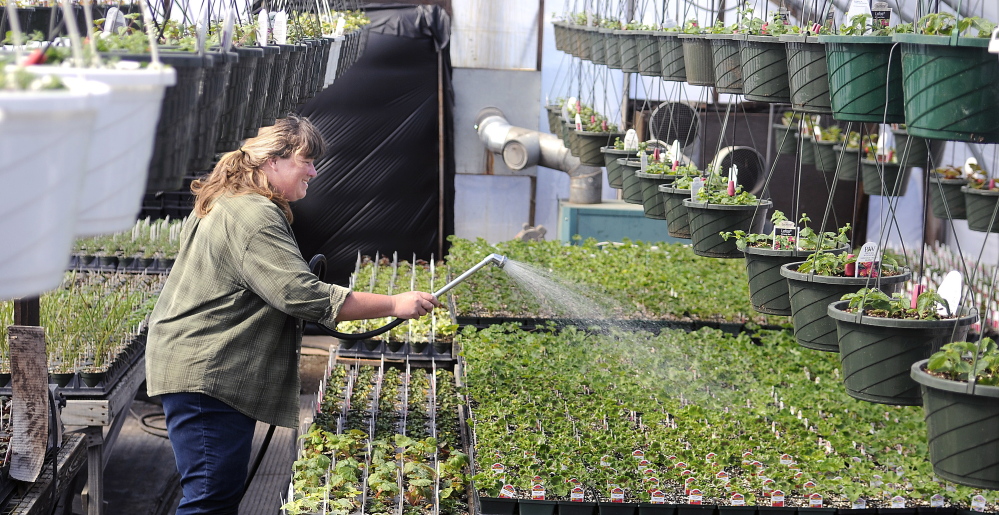 Wendy Elvin waters seedlings in a greenhouse at her family’s Readfield farm. “I’m completely full,” Elvin said of the produce and plants in the greenhouse.