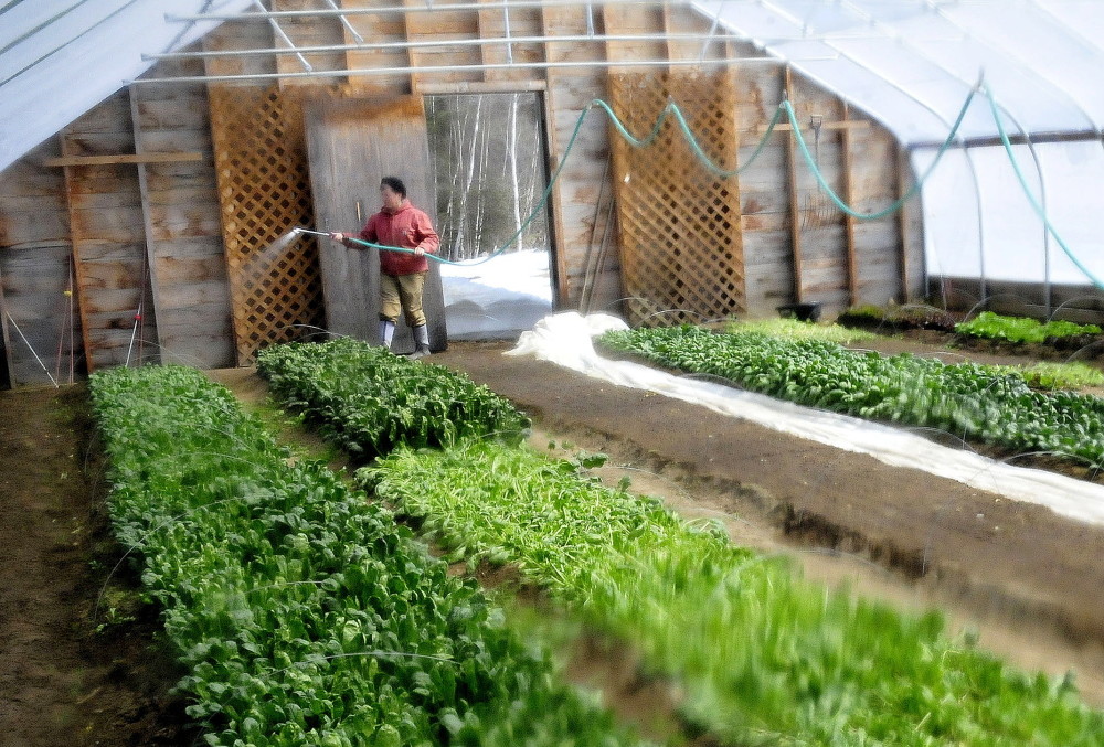 Blue Ribbon Farm owner Mary Burr waters growing spinach and lettuce inside one of the high tunnel greenhouses where fresh produce has been grown this winter.