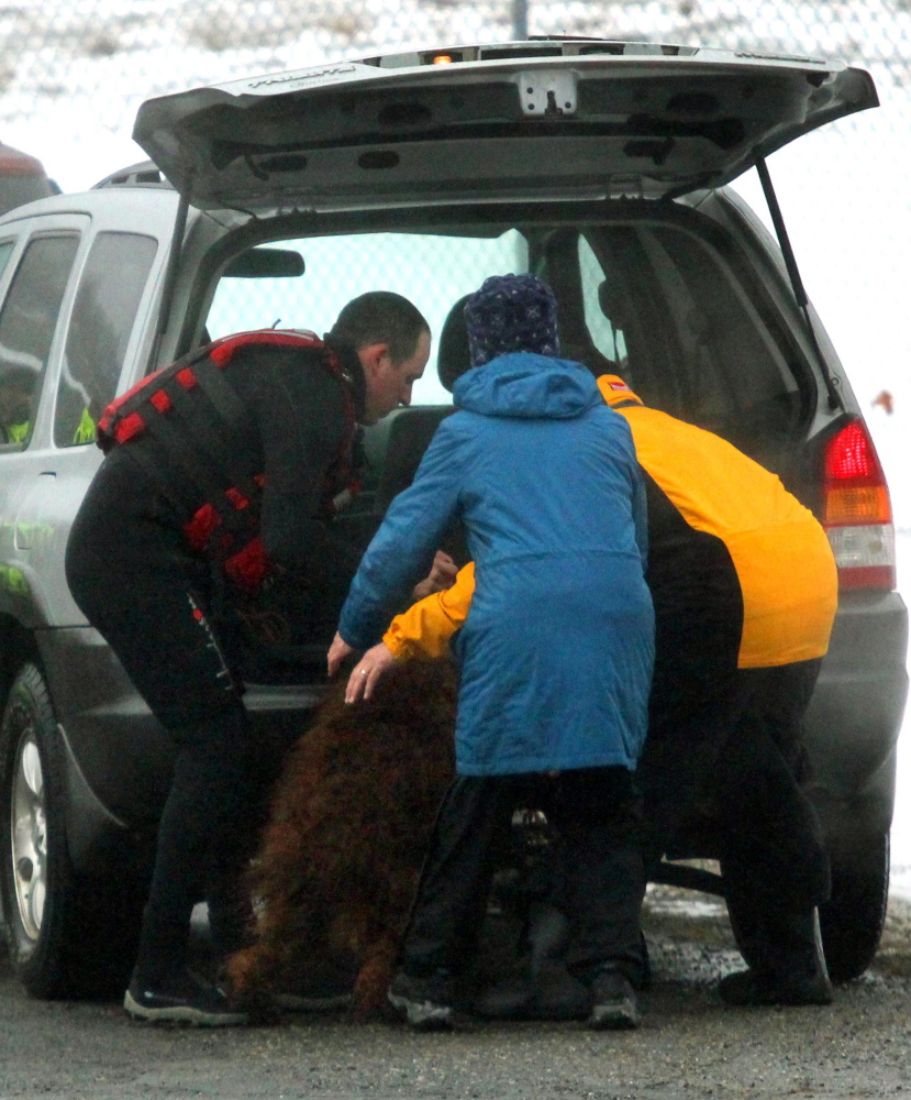 An Irish Setter is delivered to its owner shortly after being rescued from the icy waters of the Kennebec River in Winslow on Friday.