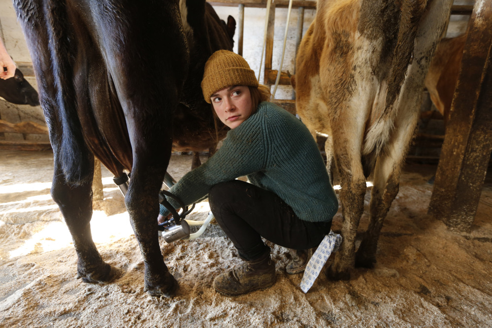 Jade Ouimette, 21, milks cows at the Straw Farm in Newcastle, Maine. The state’s dairy farmers are divided over a potential vote this week on a statewide proposal that could change restrictions on raw milk sales.