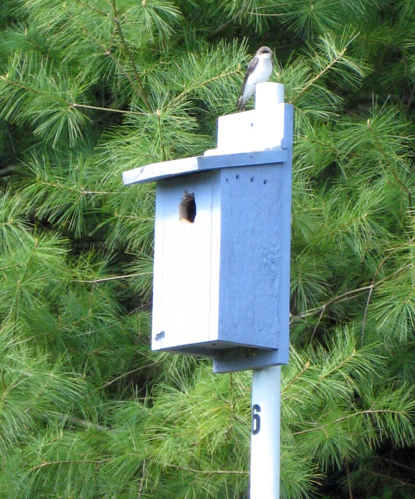The tree swallows hopefully will be back at the Bass Falls Preserve in time for SVCA’s Earth Day nature journaling walk Wednesday, April 22.